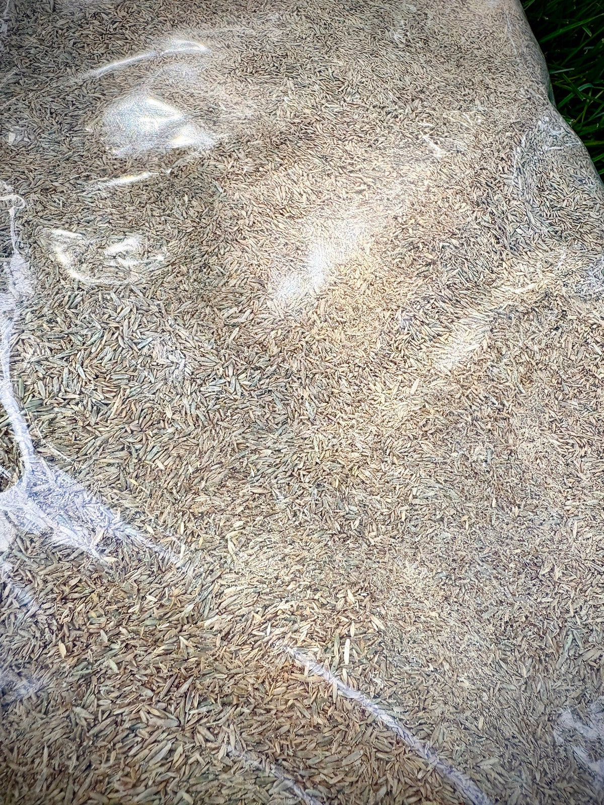 Close-up of Crosman's Blue and Rye Turfgrass Seed Mix 